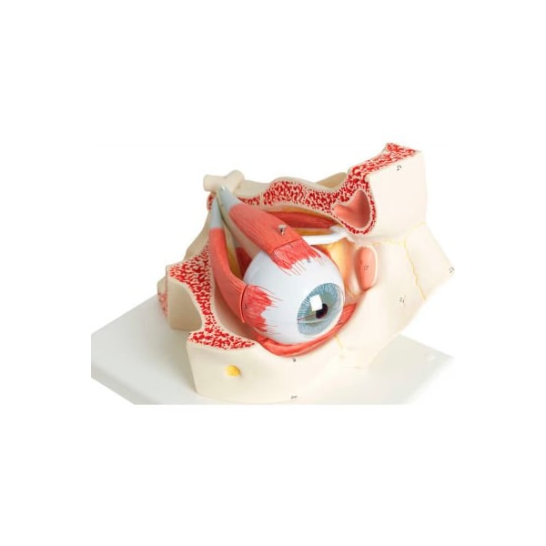 3B Anatomical Model - Deluxe Eye, 7-Part (3X Size)